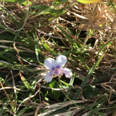 Viola sp. (Violet) at Evans Head, NSW - 9 Sep 2021 by AliClaw