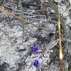 Patersonia (genus) at Evans Head, NSW - 9 Sep 2021 by AliClaw