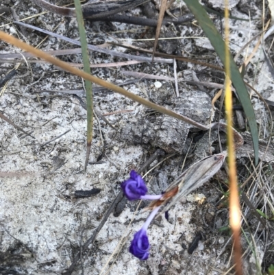 Patersonia (genus) at Evans Head, NSW - 9 Sep 2021 by AliClaw