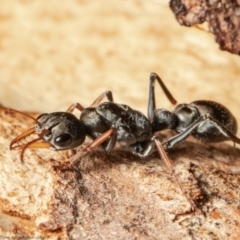 Myrmecia sp., pilosula-group (Jack jumper) at Molonglo River Reserve - 9 Sep 2021 by Roger