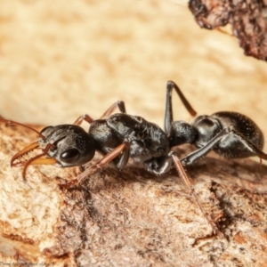 Myrmecia sp., pilosula-group at Holt, ACT - 9 Sep 2021