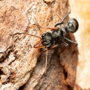 Myrmecia sp., pilosula-group at Holt, ACT - 9 Sep 2021