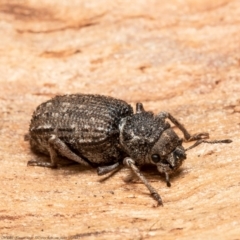 Cubicorhynchus maculatus (Spotted ground weevil) at Molonglo River Reserve - 9 Sep 2021 by Roger