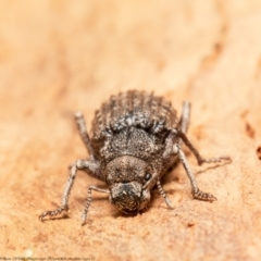 Cubicorhynchus maculatus at Holt, ACT - 9 Sep 2021 01:28 PM