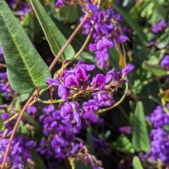 Hardenbergia violacea (False Sarsaparilla) at East Albury, NSW - 9 Sep 2021 by Darcy