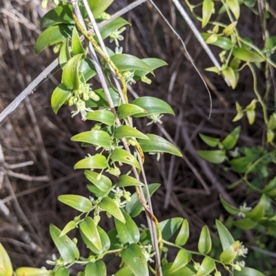 Asparagus asparagoides (Bridal Creeper, Florist's Smilax) at East Albury, NSW - 9 Sep 2021 by Darcy
