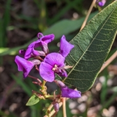 Hardenbergia violacea (False Sarsaparilla) at East Albury, NSW - 9 Sep 2021 by Darcy