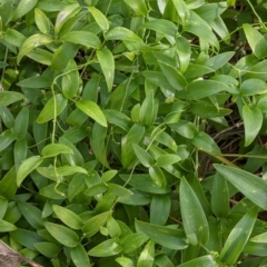 Asparagus asparagoides (Bridal Creeper, Florist's Smilax) at East Albury, NSW - 9 Sep 2021 by Darcy