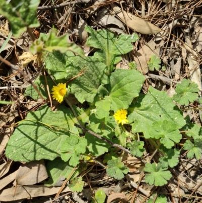 Cymbonotus sp. (preissianus or lawsonianus) (Bears Ears) at Isaacs, ACT - 9 Sep 2021 by Mike