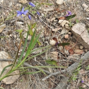 Stypandra glauca at Chisholm, ACT - 9 Sep 2021