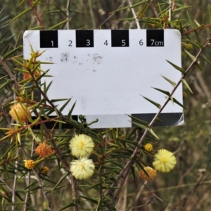 Acacia ulicifolia at Chisholm, ACT - 9 Sep 2021 12:56 PM