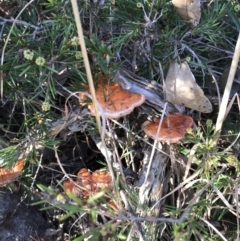 Unidentified Fungus at Evans Head, NSW - 9 Sep 2021 by AliClaw