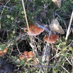 Unidentified Cup or disk - with no 'eggs' at Evans Head, NSW - 9 Sep 2021 by AliClaw