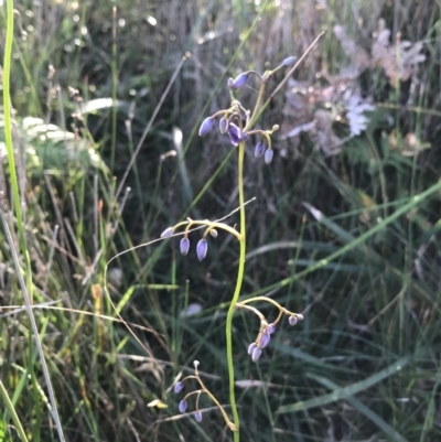 Dianella (genus) (Flax Lily) at Evans Head, NSW - 9 Sep 2021 by AliClaw
