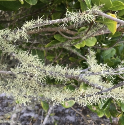 Unidentified Moss, Lichen, Liverwort, etc at Evans Head, NSW - 9 Sep 2021 by AliClaw