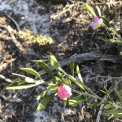 Unidentified Plant at Evans Head, NSW - 9 Sep 2021 by AliClaw