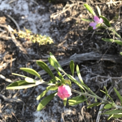 Unverified Plant at Evans Head, NSW - 9 Sep 2021 by AliClaw