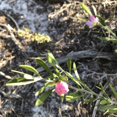 Unidentified Plant at Evans Head, NSW - 9 Sep 2021 by AliClaw