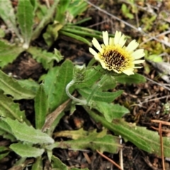 Tolpis barbata at Chisholm, ACT - 9 Sep 2021