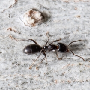 Anonychomyrma sp. (genus) at Holt, ACT - 9 Sep 2021