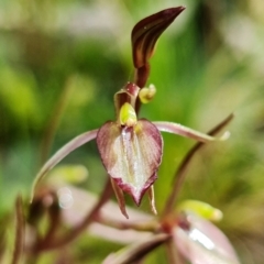 Cyrtostylis reniformis (Common Gnat Orchid) at Acton, ACT - 9 Sep 2021 by RobG1