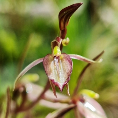 Cyrtostylis reniformis (Common Gnat Orchid) at ANBG South Annex - 9 Sep 2021 by RobG1