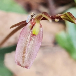 Cyrtostylis reniformis at suppressed - suppressed