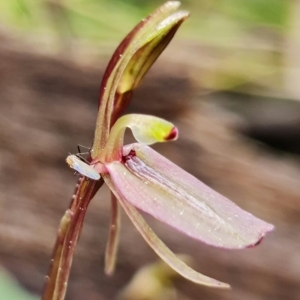 Cyrtostylis reniformis at suppressed - suppressed