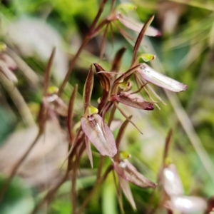 Cyrtostylis reniformis at suppressed - suppressed