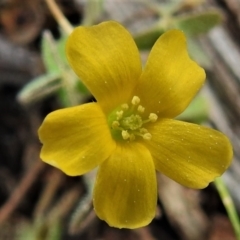 Oxalis sp. (Wood Sorrel) at Tralee, ACT - 9 Sep 2021 by JohnBundock