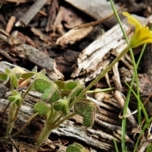 Oxalis sp. at Tralee, ACT - 9 Sep 2021