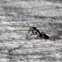 Ochetellus glaber (Black House Ant) at Holt, ACT - 9 Sep 2021 by Roger