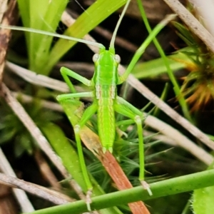 Caedicia simplex at Acton, ACT - 9 Sep 2021