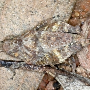 Tetrigidae (family) at Downer, ACT - 9 Sep 2021