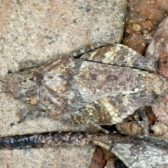 Tetrigidae (family) at Downer, ACT - 9 Sep 2021 11:57 AM