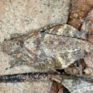 Tetrigidae (family) at Downer, ACT - 9 Sep 2021 11:57 AM