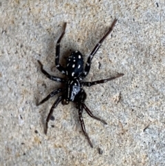 Nyssus albopunctatus (White-spotted swift spider) at Murrumbateman, NSW - 9 Sep 2021 by SimoneC