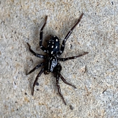 Nyssus albopunctatus (White-spotted swift spider) at Murrumbateman, NSW - 9 Sep 2021 by SimoneC