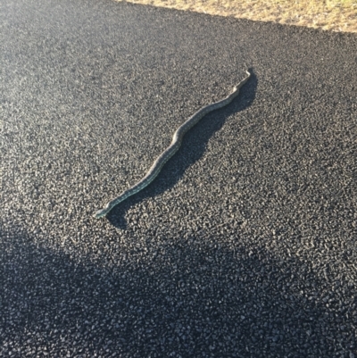 Morelia spilota mcdowelli (Eastern, Coastal or McDowell's Carpet python) at Evans Head, NSW - 9 Sep 2021 by Claw055