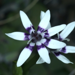 Wurmbea dioica subsp. dioica at Downer, ACT - 9 Sep 2021 11:16 AM