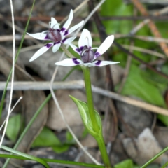 Wurmbea dioica subsp. dioica at Downer, ACT - 9 Sep 2021 11:16 AM