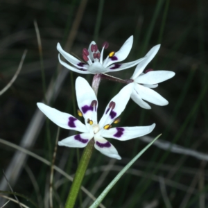 Wurmbea dioica subsp. dioica at Downer, ACT - 9 Sep 2021