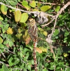 Adversaeschna brevistyla (Blue-spotted Hawker) at Murrumbateman, NSW - 9 Sep 2021 by SimoneC