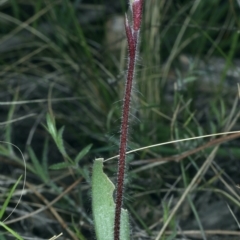 Caladenia actensis (Canberra Spider Orchid) at Downer, ACT - 9 Sep 2021 by jbromilow50