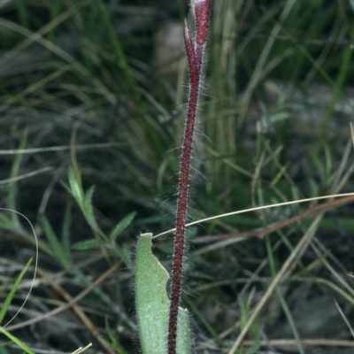 Caladenia actensis (Canberra Spider Orchid) at Downer, ACT - 9 Sep 2021 by jbromilow50