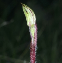 Caladenia actensis at suppressed - 9 Sep 2021