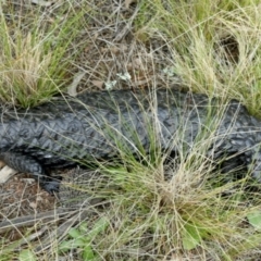 Tiliqua rugosa (Shingleback Lizard) at Downer, ACT - 9 Sep 2021 by jbromilow50