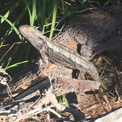 Pogona barbata (Eastern Bearded Dragon) at Evans Head, NSW - 9 Sep 2021 by Claw055