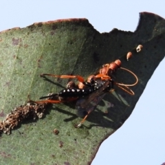 Echthromorpha intricatoria (Cream-spotted Ichneumon) at Stromlo, ACT - 9 Sep 2021 by HelenCross