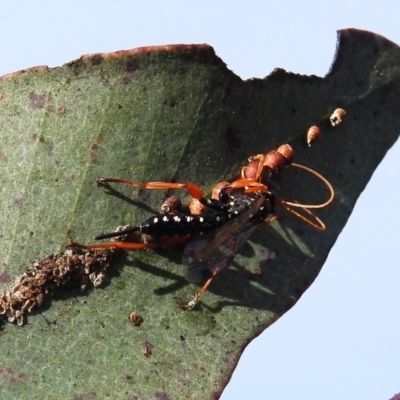 Echthromorpha intricatoria (Cream-spotted Ichneumon) at Stromlo, ACT - 9 Sep 2021 by HelenCross